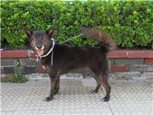 【待認養】混種犬 狗 (女生) - 南投縣公立動物收容所