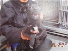 【待認養】混種犬 狗 (男生) - 桃園市動物保護教育園區
