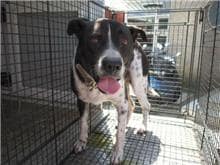 【待認養】混種犬 狗 (男生) - 桃園市動物保護教育園區