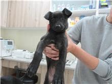 【待認養】混種犬 狗 (女生) - 新竹市動物保護教育園區