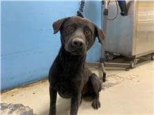 【待認養】混種犬 狗 (男生) - 臺北市動物之家