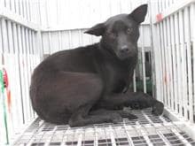 【待認養】混種犬 狗 (男生) - 桃園市動物保護教育園區