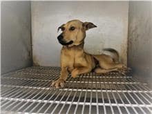 【待認養】混種犬 狗 (男生) - 臺北市動物之家