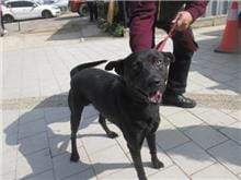 【待認養】混種犬 狗 (男生) - 桃園市動物保護教育園區