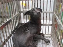 【待認養】混種犬 狗 (女生) - 桃園市動物保護教育園區