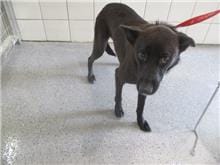 【待認養】混種犬 狗 (女生) - 桃園市動物保護教育園區