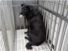 【待認養】混種犬 狗 (男生) - 南投縣公立動物收容所