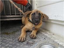 【待認養】混種犬 狗 (男生) - 南投縣公立動物收容所