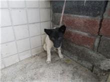 【待認養】混種犬 狗 (男生) - 南投縣公立動物收容所