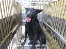 【待認養】混種犬 狗 (女生) - 新竹市動物保護教育園區