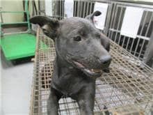 【待認養】混種犬 狗 (女生) - 桃園市動物保護教育園區