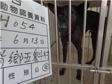 【待認養】混種犬 狗 (男生) - 雲林縣流浪動物收容所