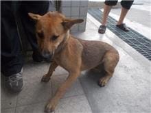 【待認養】混種犬 狗 (男生) - 南投縣公立動物收容所