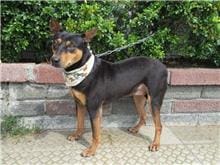 【待認養】混種犬 狗 (女生) - 南投縣公立動物收容所