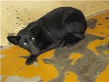 【待認養】混種犬 狗 (女生) - 桃園市動物保護教育園區