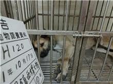 【待認養】混種犬 狗 (男生) - 雲林縣流浪動物收容所