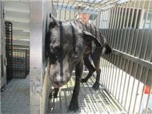 【待認養】混種犬 狗 (男生) - 桃園市動物保護教育園區