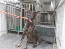 【待認養】混種犬 狗 (女生) - 南投縣公立動物收容所