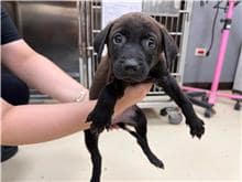 【待認養】混種犬 狗 (女生) - 新竹市動物保護教育園區