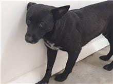 【待認養】混種犬 狗 (男生) - 臺北市動物之家