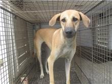 【待認養】混種犬 狗 (女生) - 桃園市動物保護教育園區