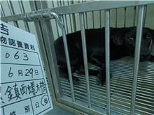 【待認養】混種犬 狗 (女生) - 雲林縣流浪動物收容所