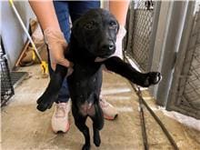 【待認養】混種犬 狗 (女生) - 新竹市動物保護教育園區