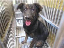 【待認養】混種犬 狗 (女生) - 新竹市動物保護教育園區