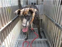 【待認養】混種犬 狗 (男生) - 桃園市動物保護教育園區