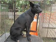 【待認養】混種犬 狗 (男生) - 桃園市動物保護教育園區