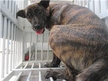 【待認養】混種犬 狗 (女生) - 桃園市動物保護教育園區