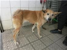 【待認養】混種犬 狗 (女生) - 南投縣公立動物收容所