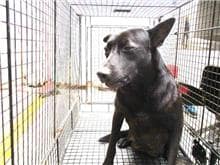 【待認養】混種犬 狗 (女生) - 桃園市動物保護教育園區