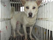 【待認養】混種犬 狗 (男生) - 桃園市動物保護教育園區