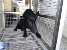 【待認養】混種犬 狗 (男生) - 南投縣公立動物收容所