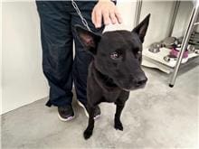 【待認養】混種犬 狗 (男生) - 臺北市動物之家