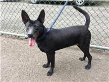 【待認養】混種犬 狗 (男生) - 臺北市動物之家