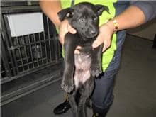 【待認養】混種犬 狗 (男生) - 桃園市動物保護教育園區