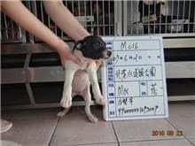 【待認養】混種犬 狗 (女生) - 雲林縣流浪動物收容所