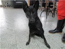 【待認養】混種犬 狗 (女生) - 桃園市動物保護教育園區