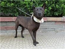 【待認養】混種犬 狗 (女生) - 南投縣公立動物收容所