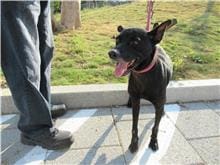 【待認養】混種犬 狗 (男生) - 新竹市動物保護教育園區