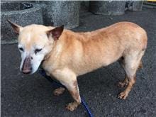 【待認養】混種犬 狗 (女生) - 臺北市動物之家