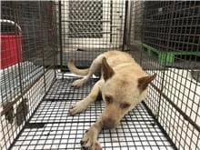 【待認養】混種犬 狗 (男生) - 金門縣動物收容中心