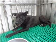 【待認養】混種犬 狗 (男生) - 南投縣公立動物收容所