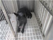 【待認養】混種犬 狗 (男生) - 南投縣公立動物收容所