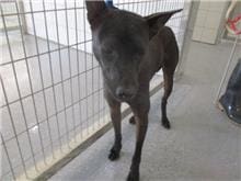 【待認養】混種犬 狗 (女生) - 桃園市動物保護教育園區