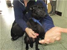 【待認養】 狗 (女生) - 桃園市動物保護教育園區