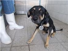 【待認養】混種犬 狗 (男生) - 南投縣公立動物收容所