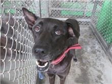 【待認養】混種犬 狗 (男生) - 臺東縣動物收容中心